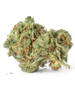 Accidental haze cannabis strain