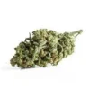 Black Domina Cannabis Strain