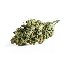 Black Domina Cannabis Strain