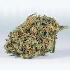 BF Blue Cheese Weed Strain