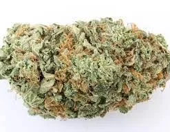 Buzz Light Gear Cannabis Strain