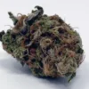 Critical Plus 2.0 Strain