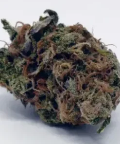 Critical Plus 2.0 Strain