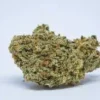Durban Punch Weed Strain