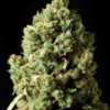 Early Maroc Marijuana