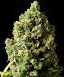 Early Maroc Marijuana
