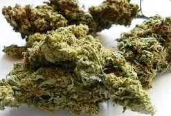 Easy Sativa Weed Strain