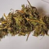 Greek Kalamata Red Marijuana
