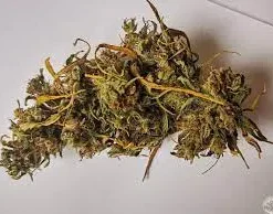 Greek Kalamata Red Marijuana