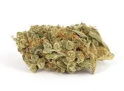 Holland Skunk Special Marijuana