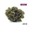 jedi-kush-strain