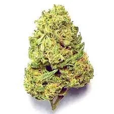 Kentucky Durban Cannabis strain