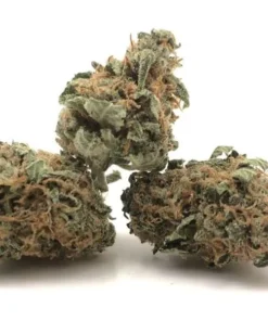 buy sativa cannabis strains