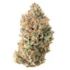 Peaches and Clean Cannabis Strain