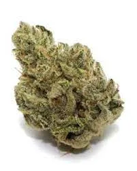 Shiva Skunk Strain