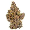 The Purp Strain